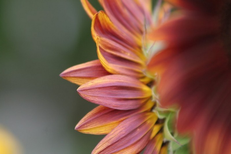 Copie de 400iso 200e 5.6 Avtaille.jpg