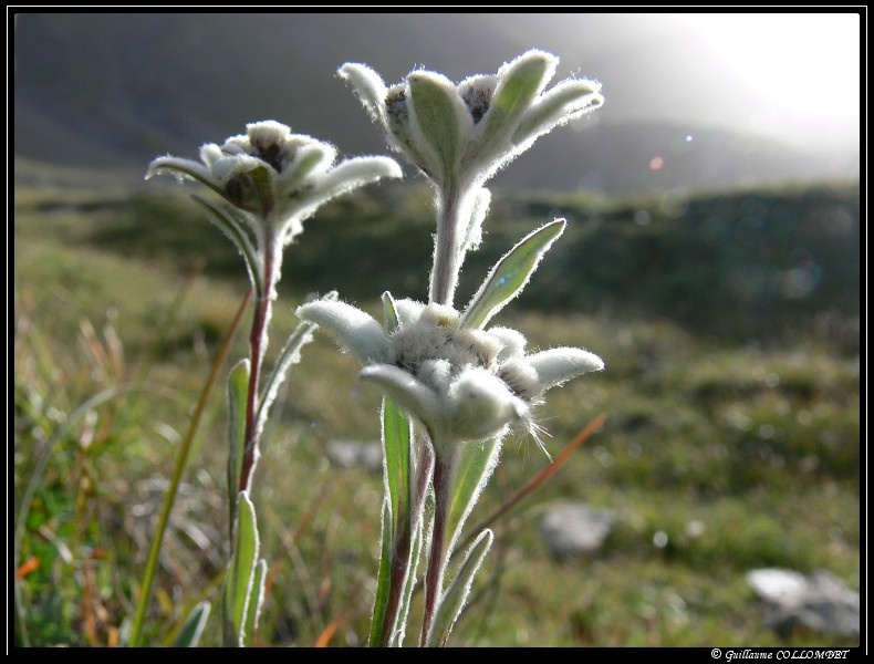 edelweiss.JPG