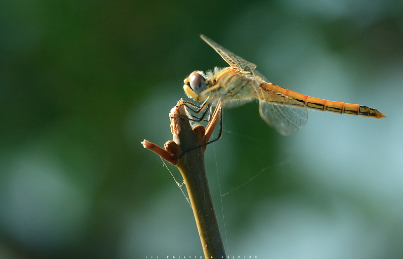 libellule_IMG_7202A1a.jpg