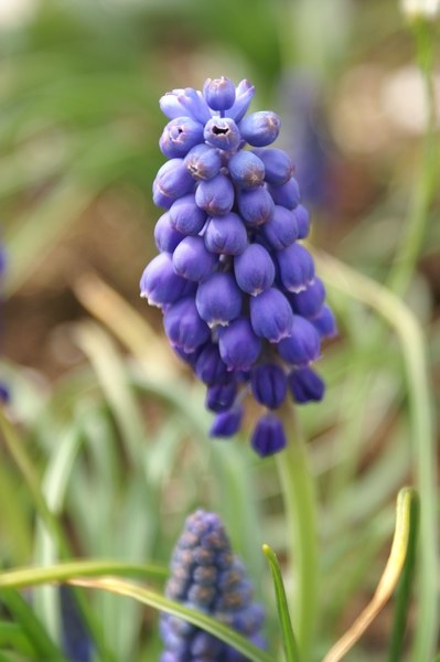 Muscari AurÃ©lie.jpg