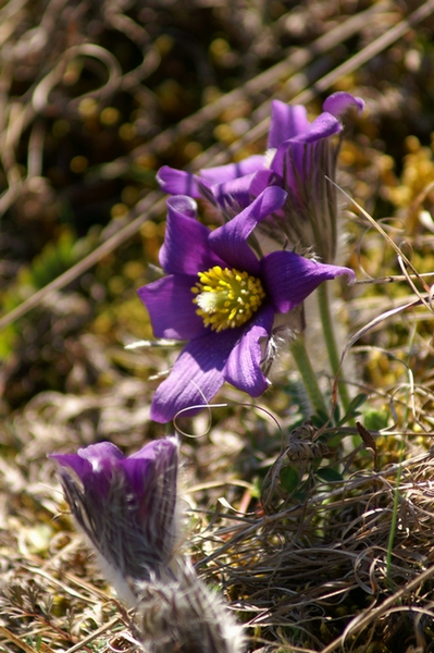 AnÃ©mone Pulsatile AurÃ©lie.jpg