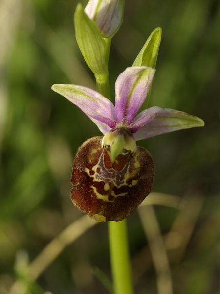 Ophrys bourdon .jpg