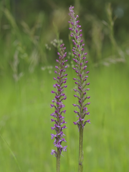 Orchis moucheron.jpg