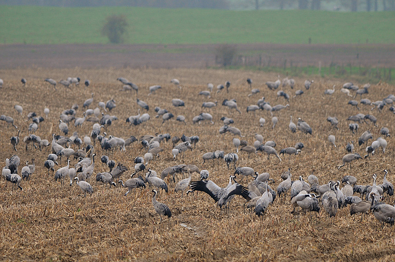 DSC_7157.jpg