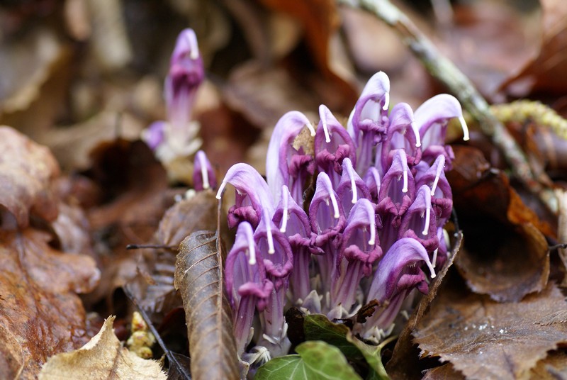 090413 inconnue 001.JPG