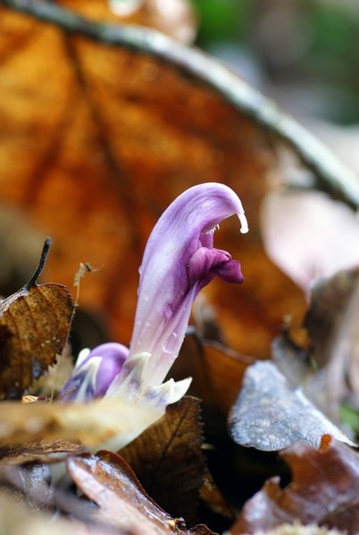 090413 inconnue 002.JPG