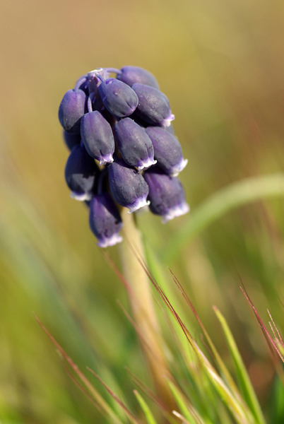 muscari.jpg