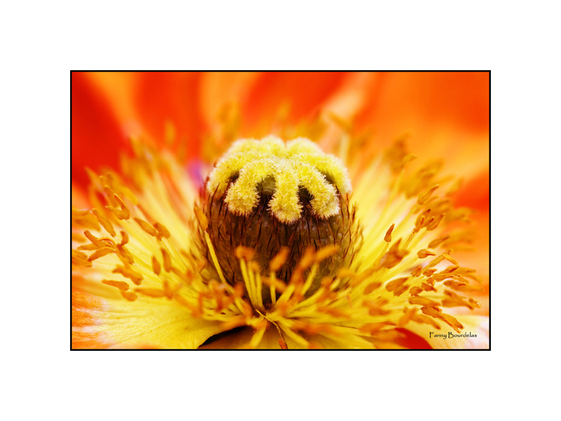 Pavot d'Islande (Papaver croceum).jpg