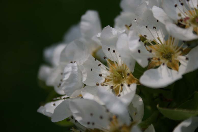 Fleurs de poirier apres la pluie.jpg