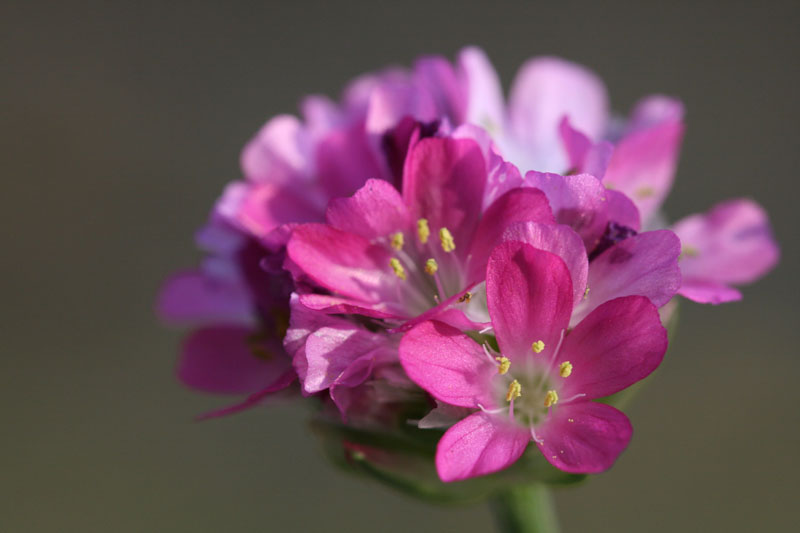 armeria maritima.jpg