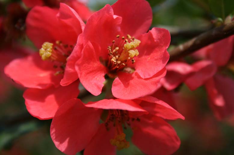 Fleurs de Cogniassier.jpg