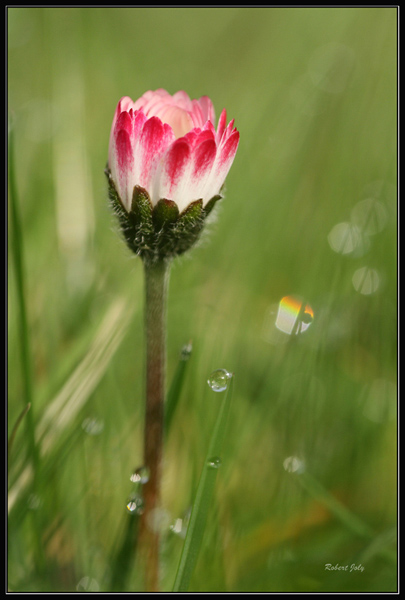 Mon jardin macroscopique.jpg