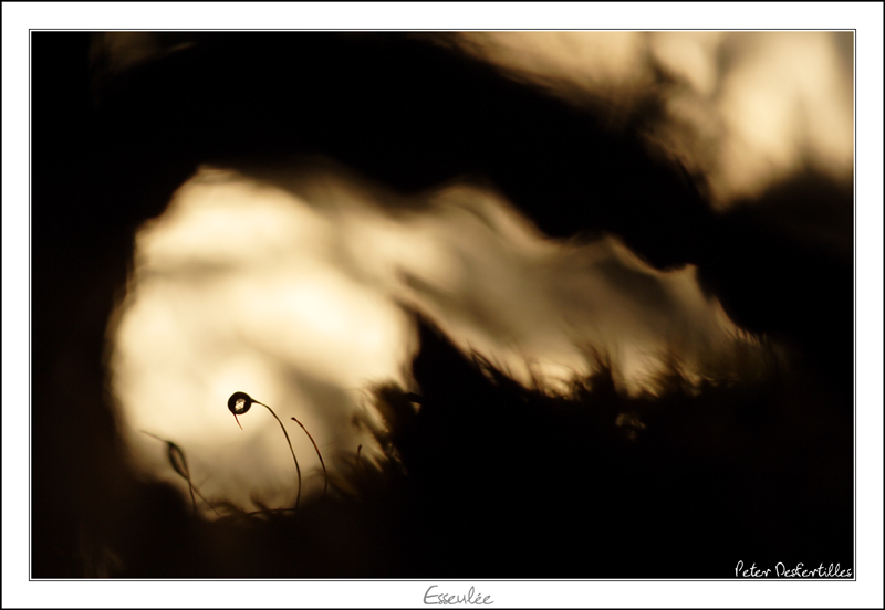 Esseulée - Mini.JPG