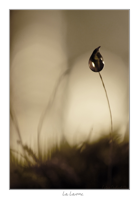La Larme 2 - mini.JPG