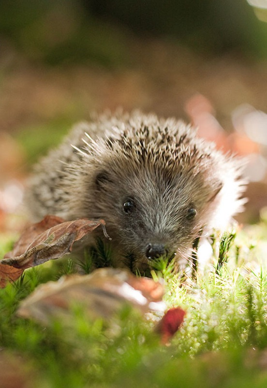 herisson1-2.jpg
