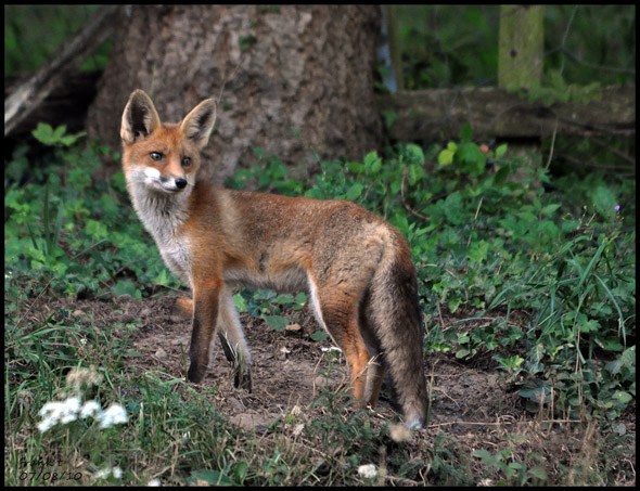 renard liseré 070810.jpg