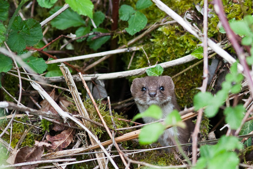 2009 05 26_VIRVALAIS_0233.jpg