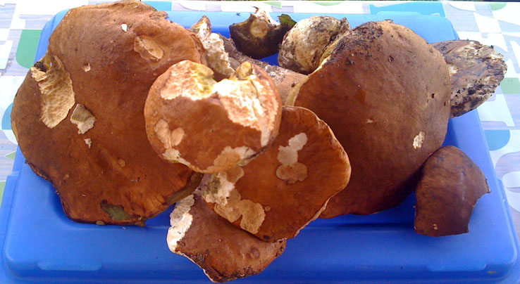 30-06-2010-041 B.jpg