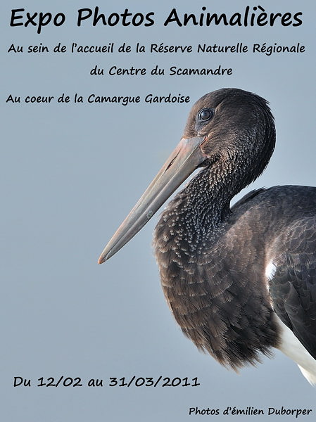 Affiche pour expo Centre Scamandre forum image et nature.jpg