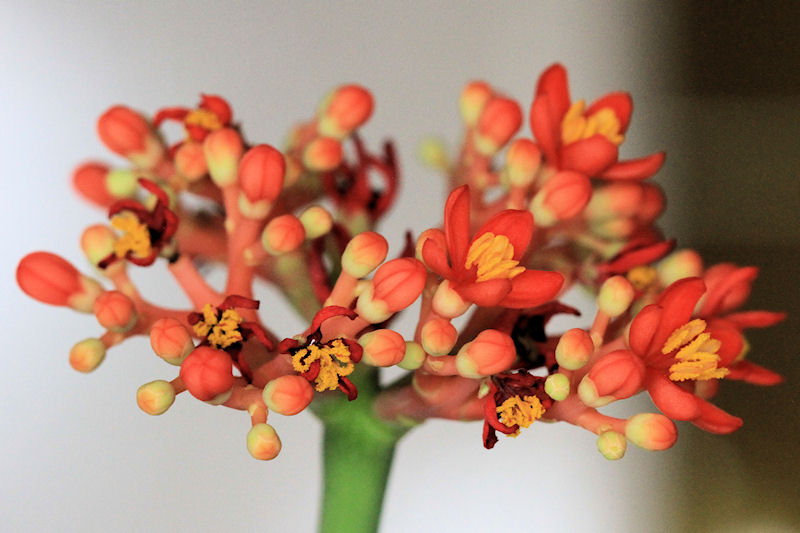 Fleur à identifier 1.jpg