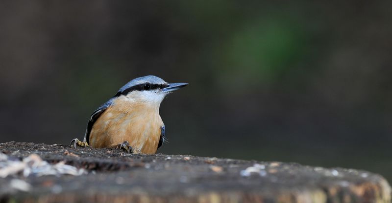 les oiseaux du jardin1.jpg