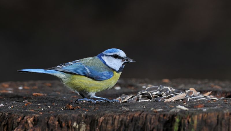 les oiseaux du jardin2.jpg