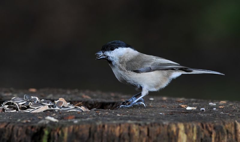 les oiseaux du jardin3.jpg