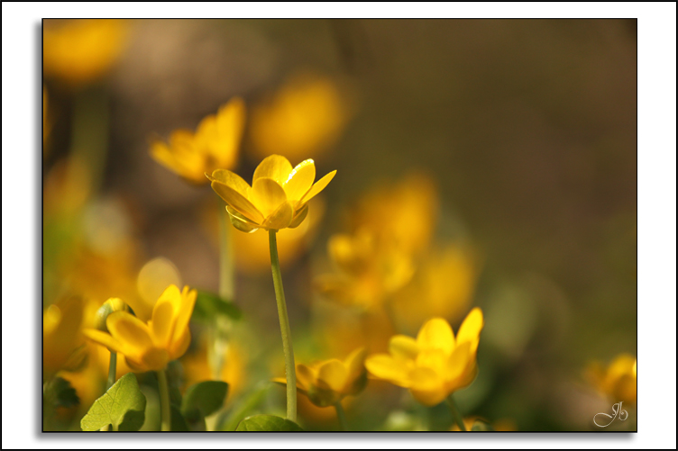 Populage-des-marais-(Caltha-palustris).jpg