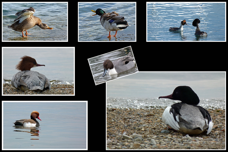 pelemele lac 2 copie.jpg