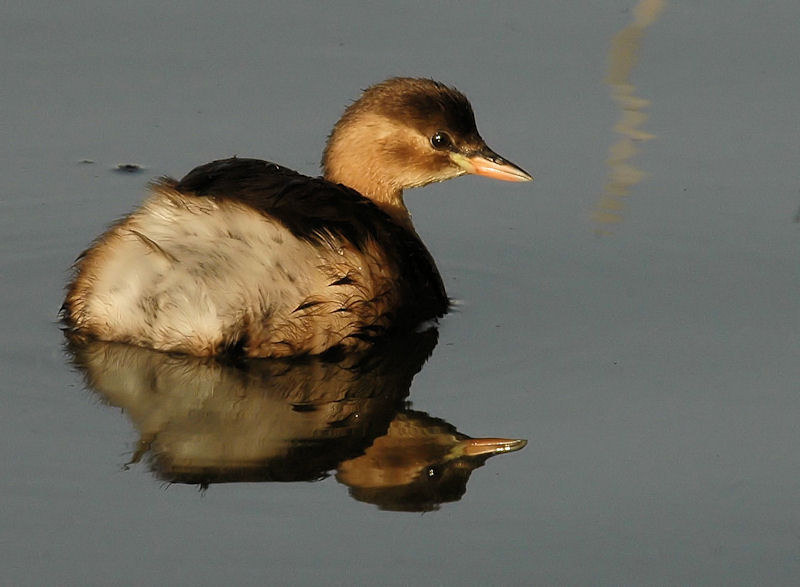 409 grèbe castagneux.jpg