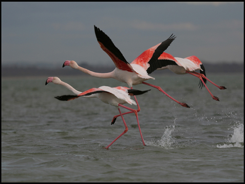 Envol des flamants.jpg
