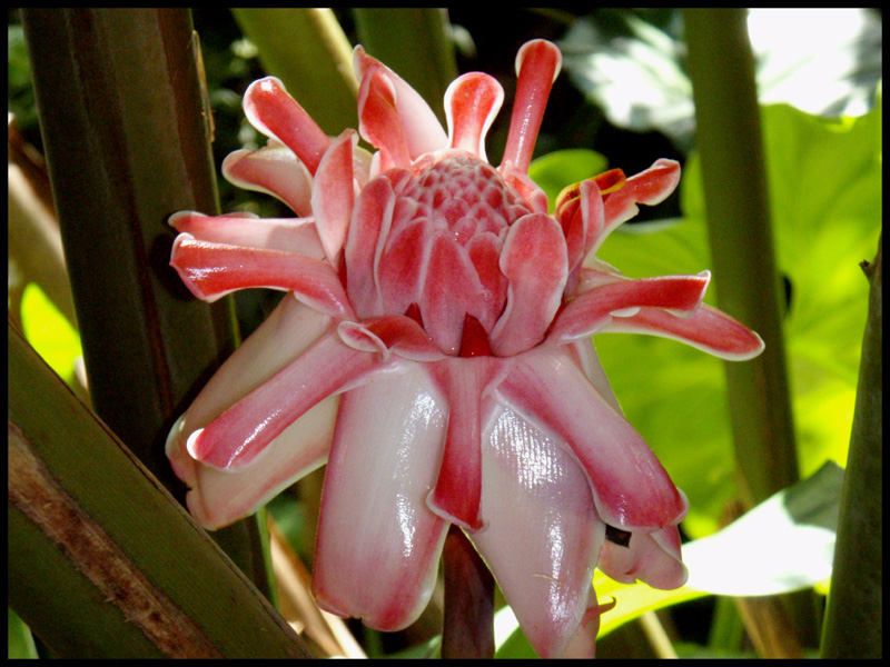 Rose de porcelaine.jpg