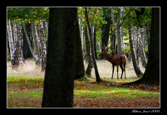 Rambouillet 01.jpg