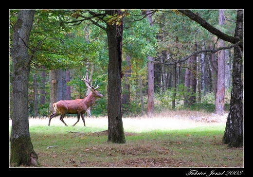 Rambouillet 03.jpg