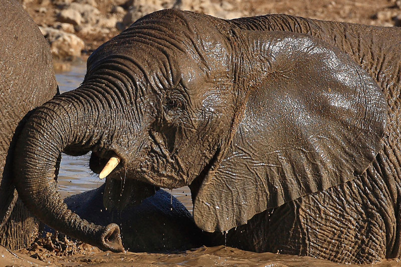 IMG_2801b-Etosha-ElÃ©phants.jpg