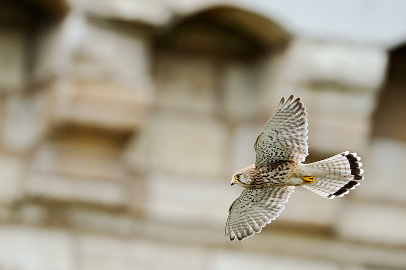 Faucon crecerelle femelle en vol reduit IN.jpg