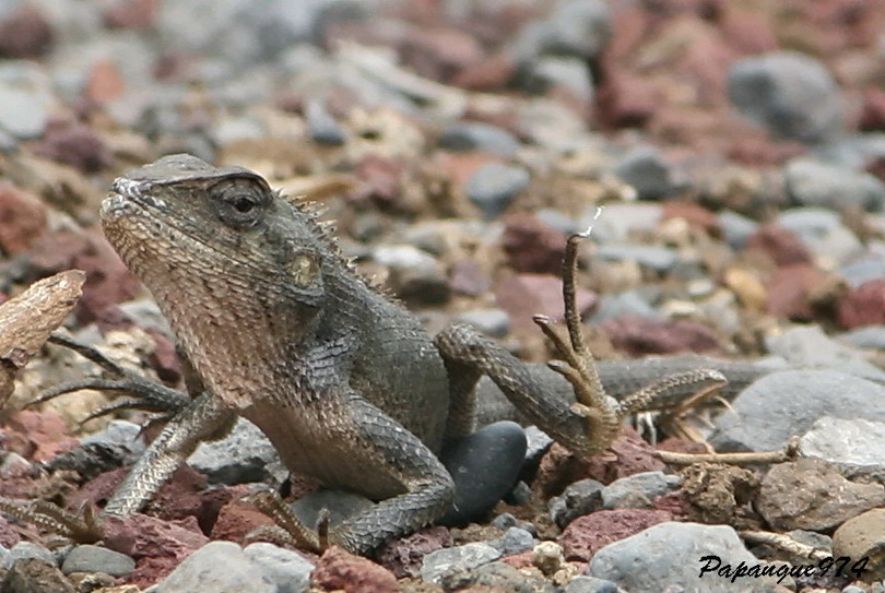 Lézard IMG23.1.jpg