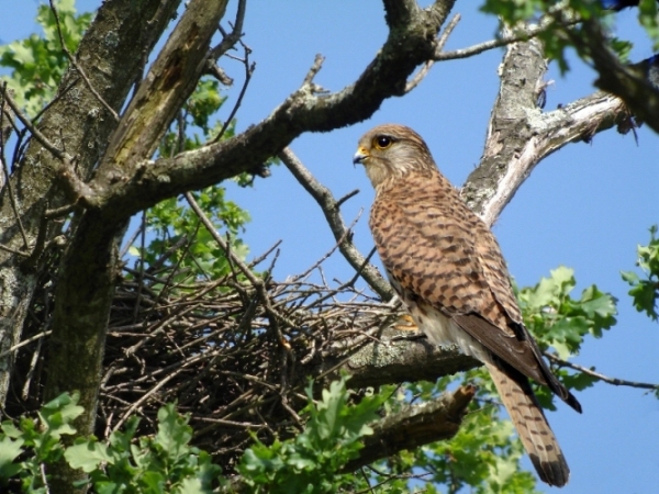 faucon crécerelle femelle.jpg