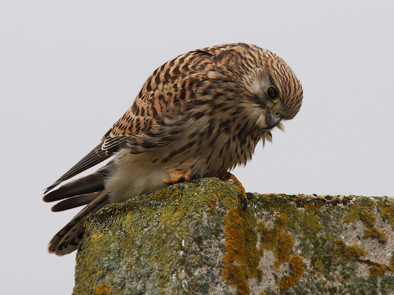 RV - 5 torenvalk  008.jpg