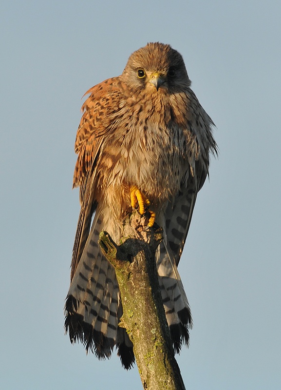 Faucon crécerelle (35).JPG