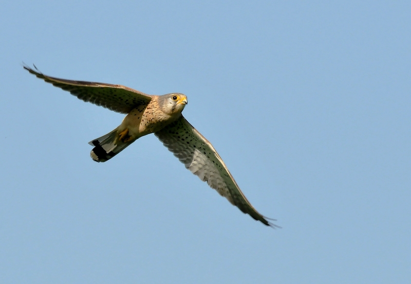 Faucon crécerelle.jpg