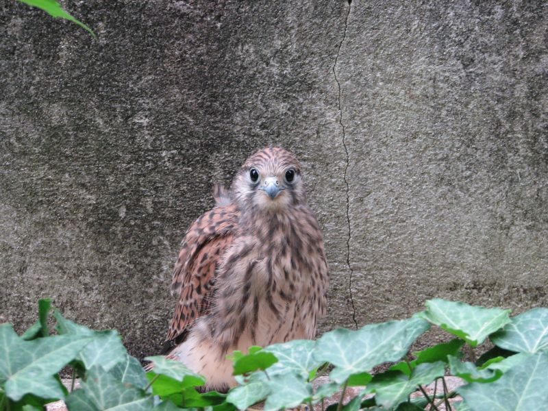 Jeune Faucon Crécerelle_01.jpg