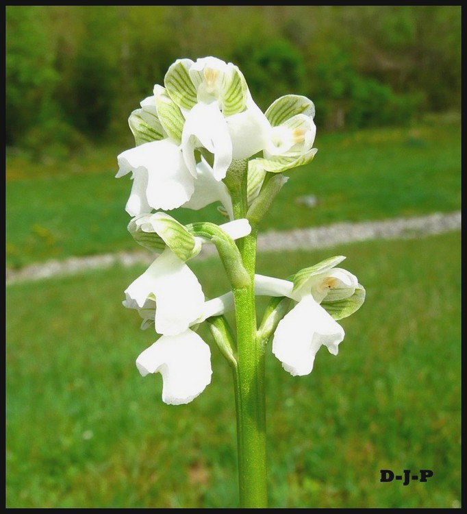 orchis bouffon hypochrome2.jpg