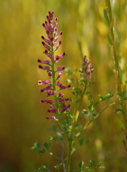 2011-05-20 papillons 020.JPG