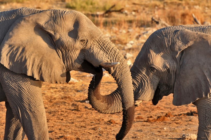 IMG_2931 Etosha ElÃ©phants.jpg