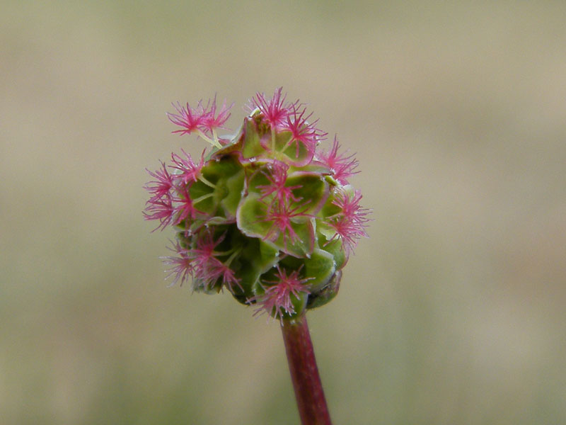 fleur 22_05_2011.jpg