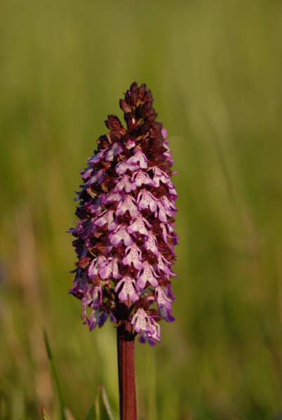 Orchis_purpure.jpg