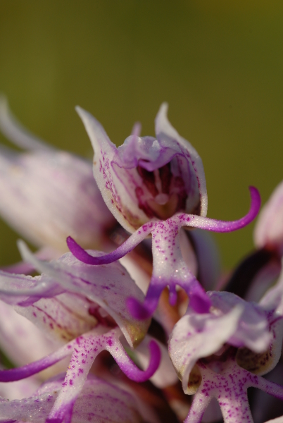 Orchis_simia.jpg
