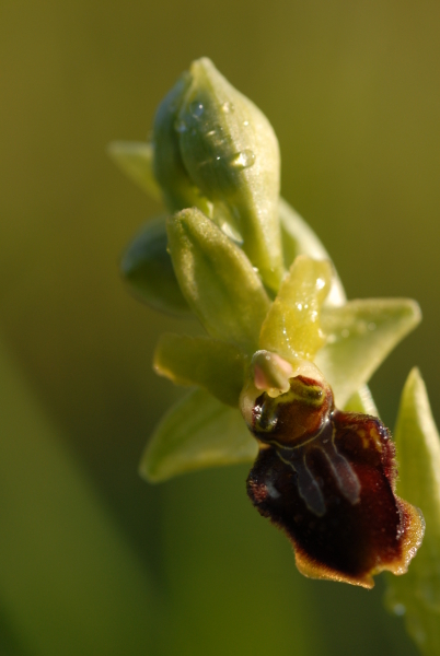 Ophrys_sphegodes.jpg