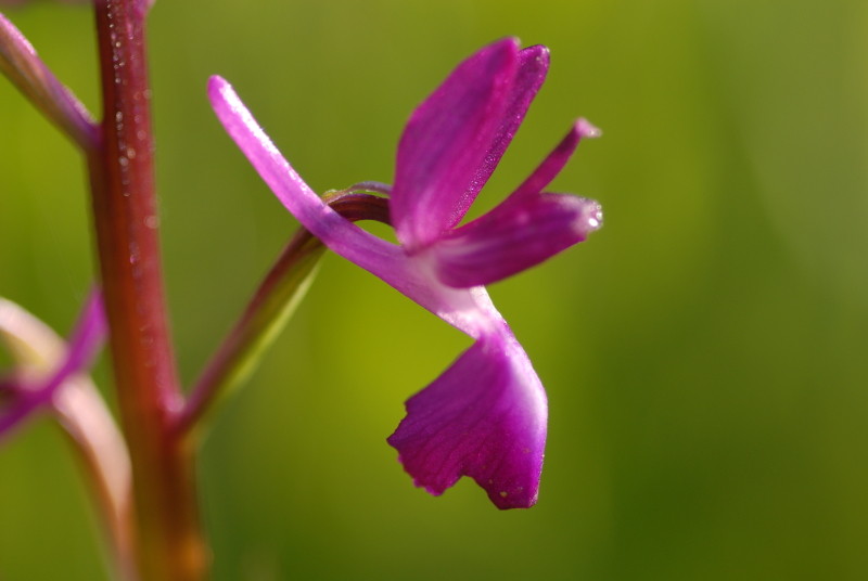 Anacamptis_laxiflora.jpg